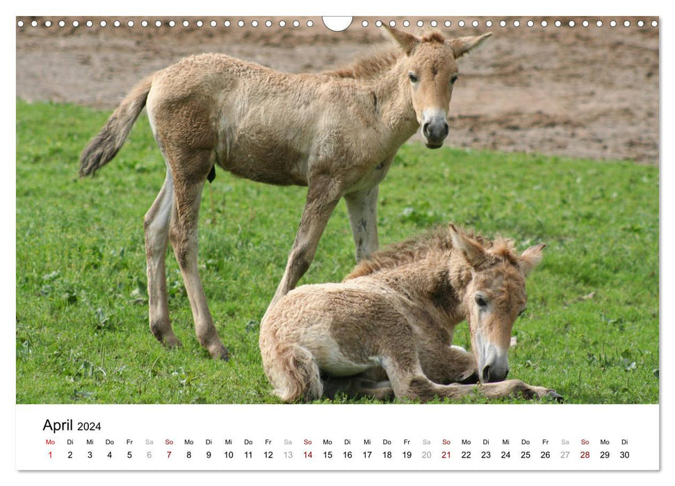 Fascination pour les chevaux de Przewalski (calendrier mural CALVENDO 2024) 