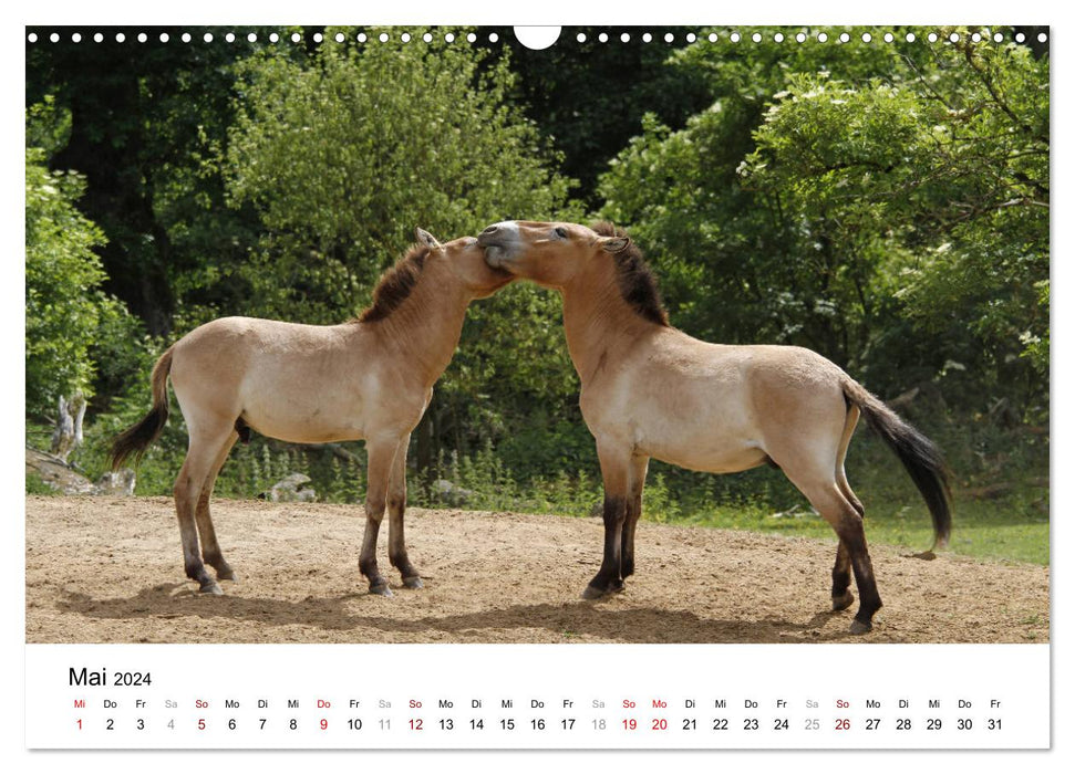 Faszination Przewalski-Pferde (CALVENDO Wandkalender 2024)