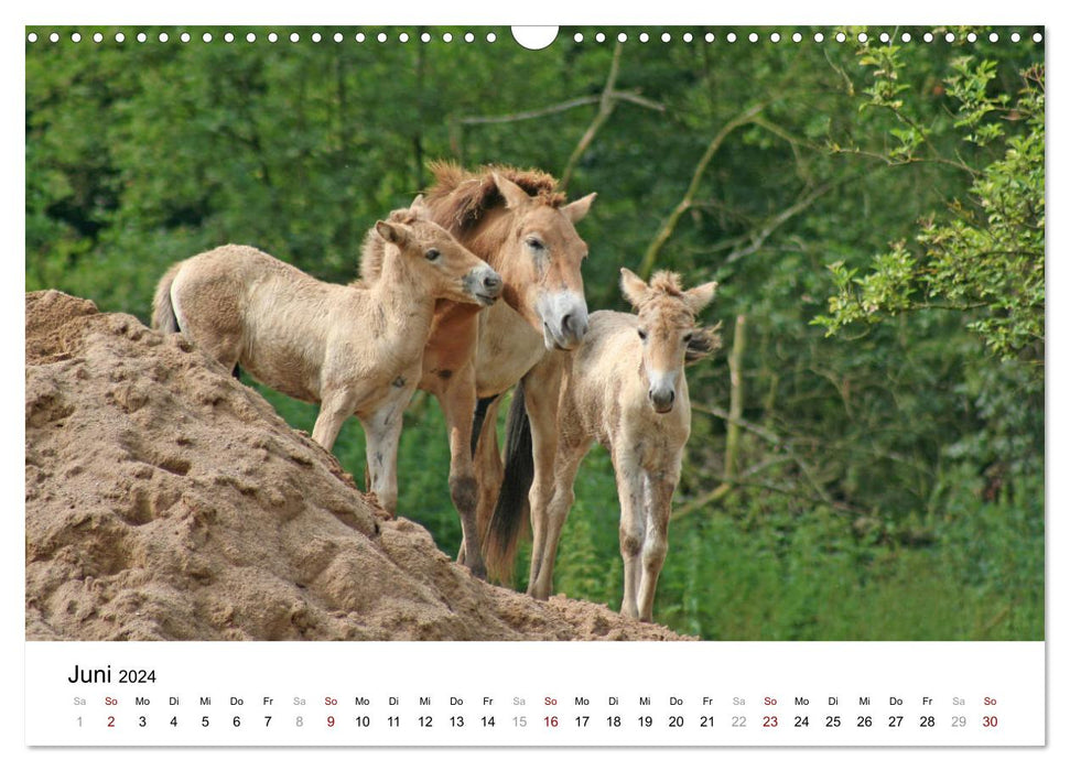 Fascination with Przewalski horses (CALVENDO wall calendar 2024) 