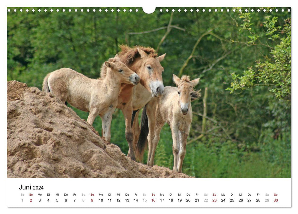 Fascination pour les chevaux de Przewalski (calendrier mural CALVENDO 2024) 