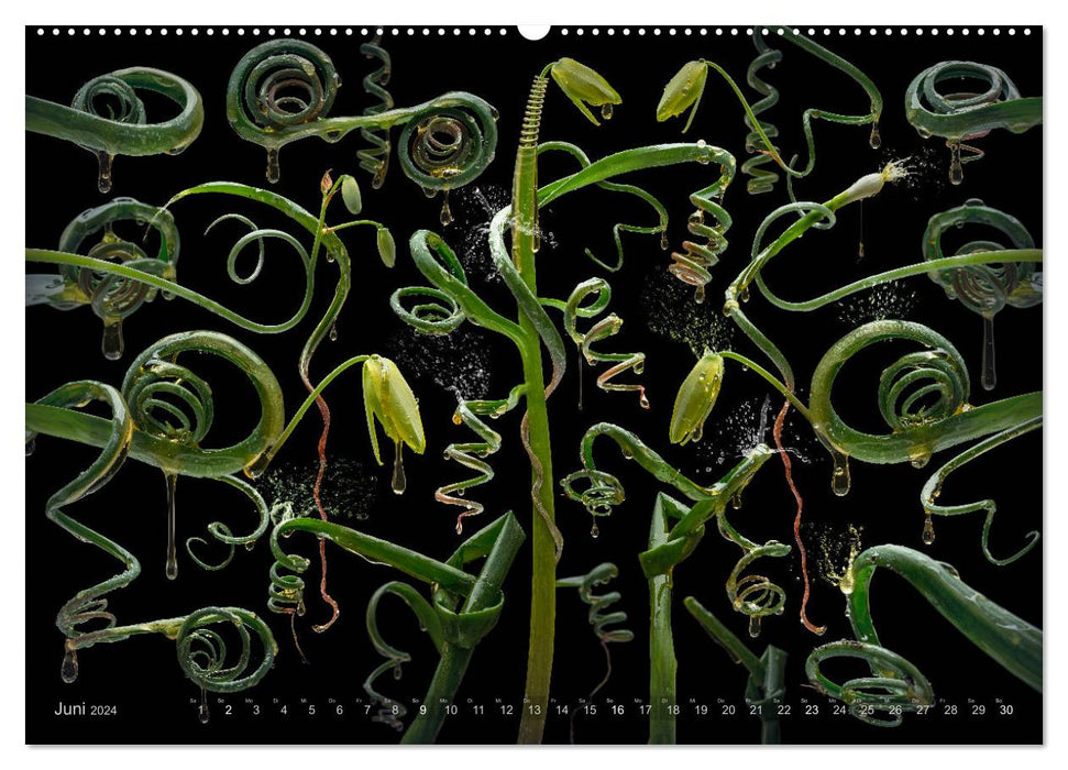 Flora diabola - Die wundersame Welt des Fotodesigners Olaf Bruhn (CALVENDO Wandkalender 2024)