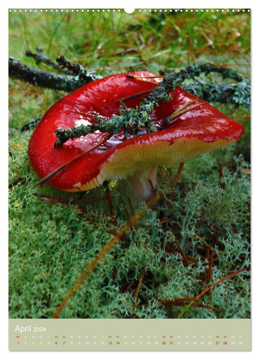 Mushrooms - splendor of colors in the forest (CALVENDO Premium Wall Calendar 2024) 