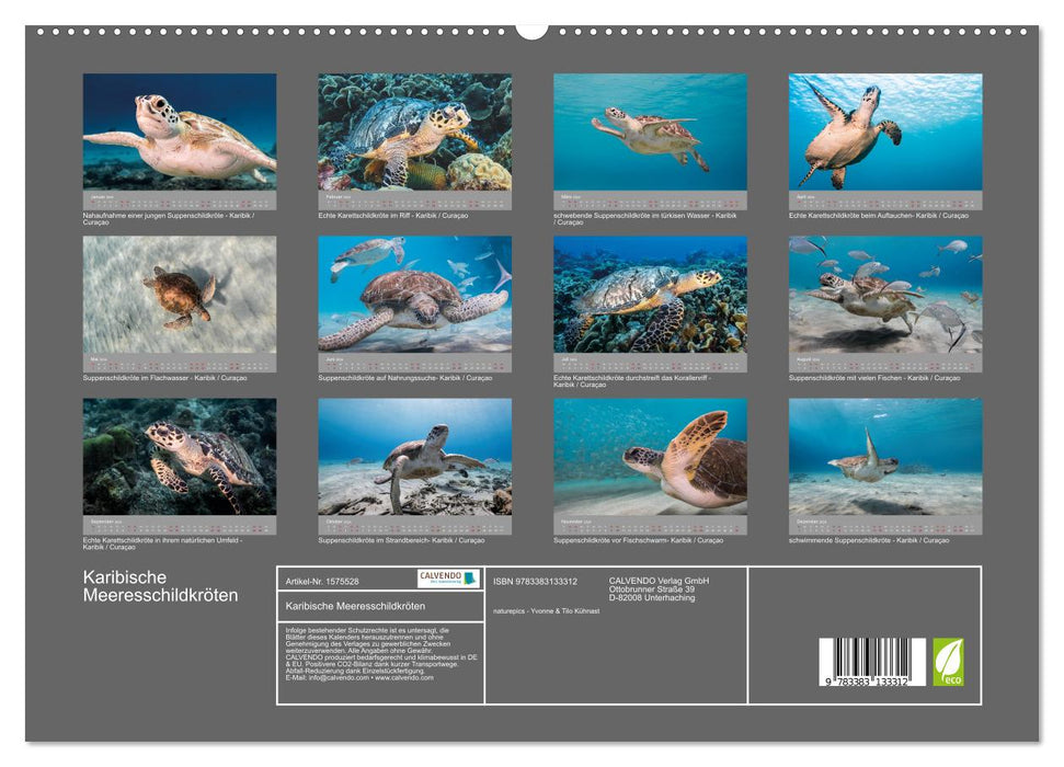 Tortues de mer des Caraïbes (Calvendo Premium Calendrier mural 2024) 