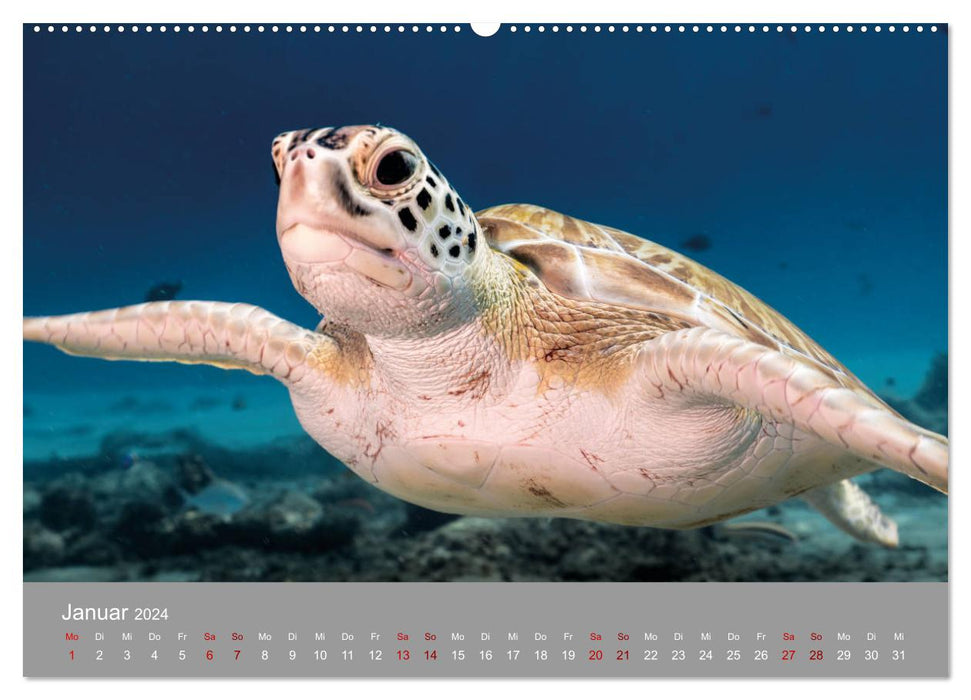 Tortues de mer des Caraïbes (Calvendo Premium Calendrier mural 2024) 