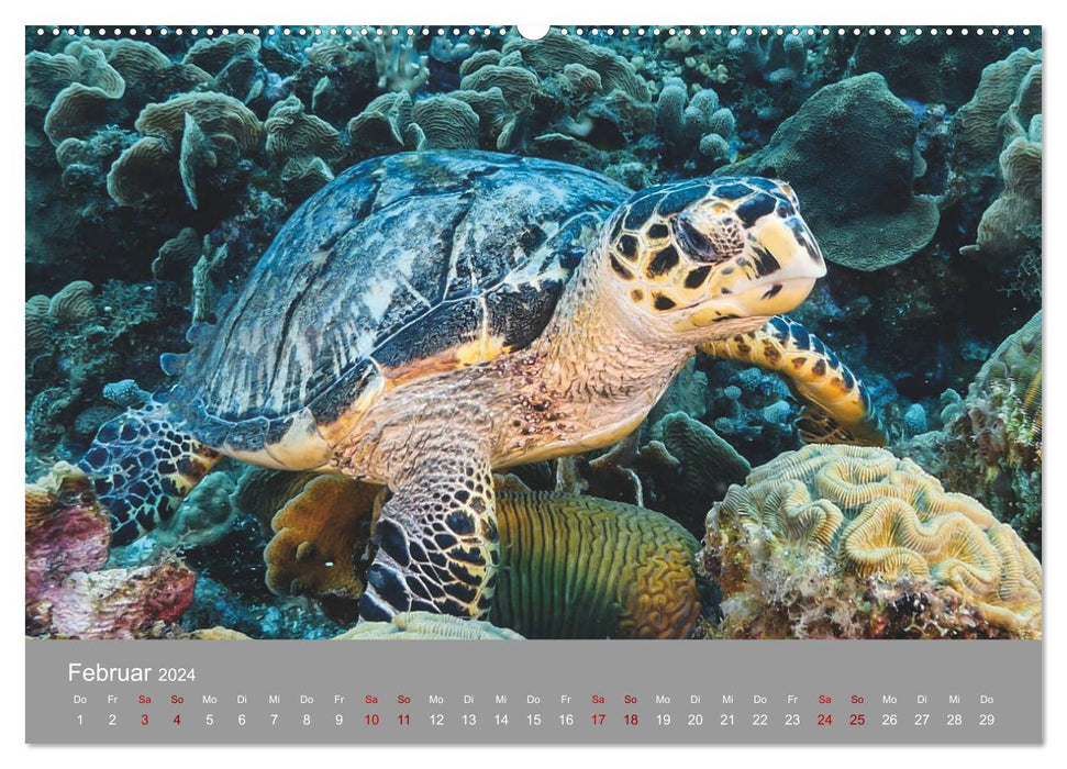 Tortues de mer des Caraïbes (Calvendo Premium Calendrier mural 2024) 