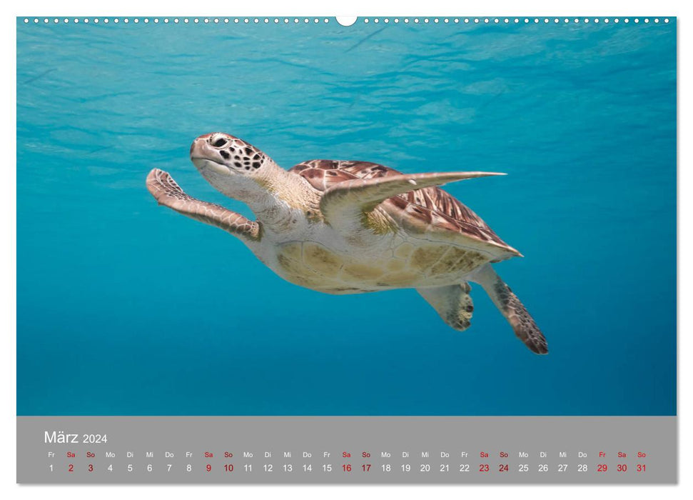 Tortues de mer des Caraïbes (Calvendo Premium Calendrier mural 2024) 