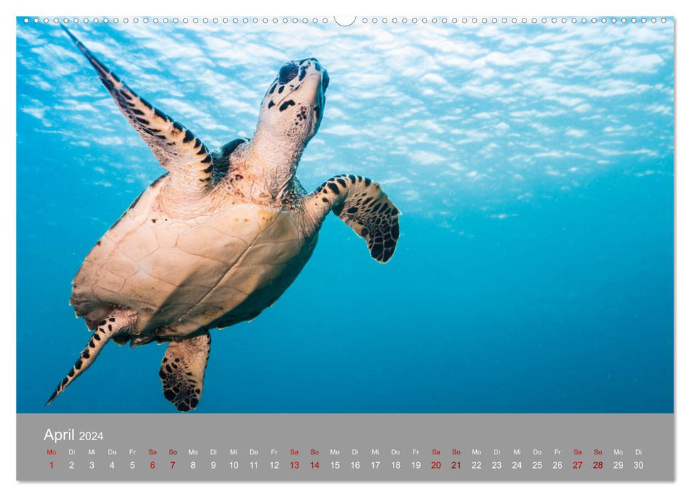 Tortues de mer des Caraïbes (Calvendo Premium Calendrier mural 2024) 