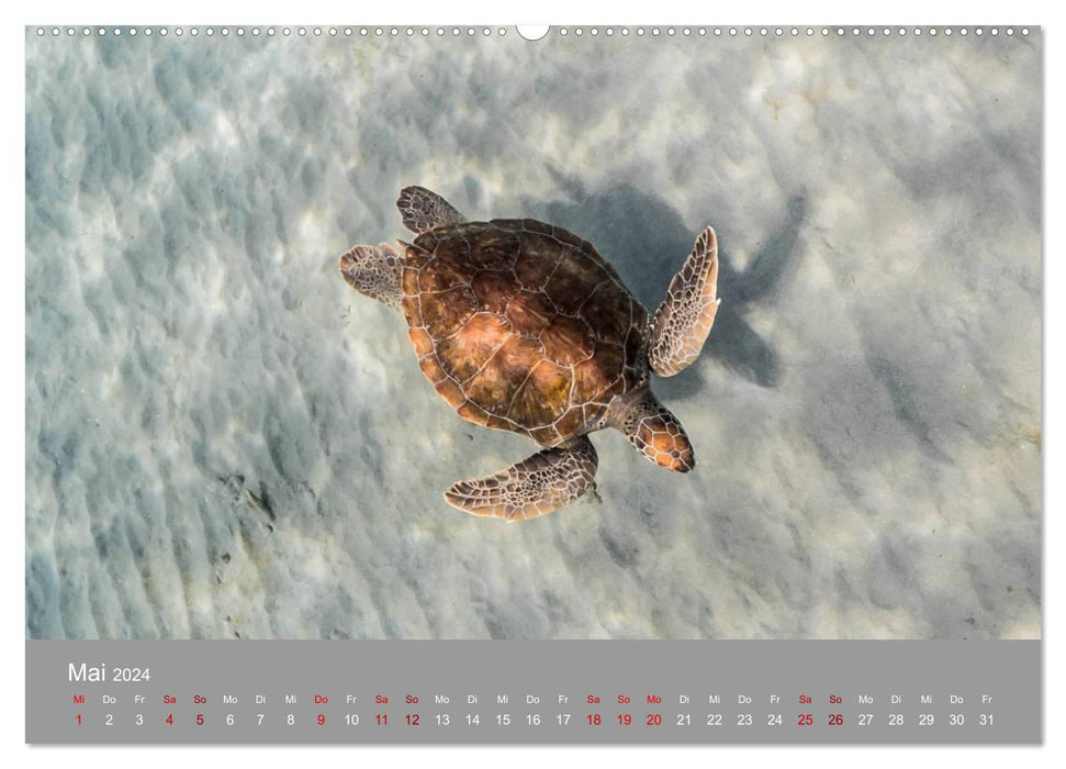 Tortues de mer des Caraïbes (Calvendo Premium Calendrier mural 2024) 