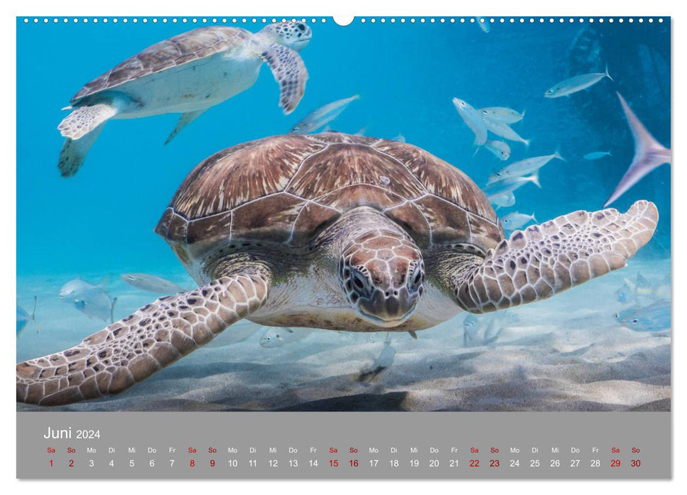 Tortues de mer des Caraïbes (Calvendo Premium Calendrier mural 2024) 