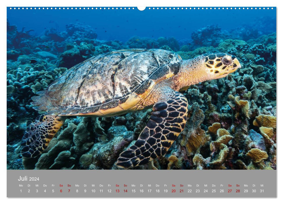 Tortues de mer des Caraïbes (Calvendo Premium Calendrier mural 2024) 