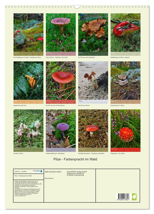 Champignons - splendeur des couleurs dans la forêt (Calendrier mural CALVENDO 2024) 