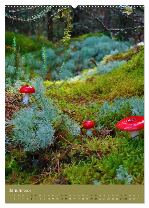 Champignons - splendeur des couleurs dans la forêt (Calendrier mural CALVENDO 2024) 