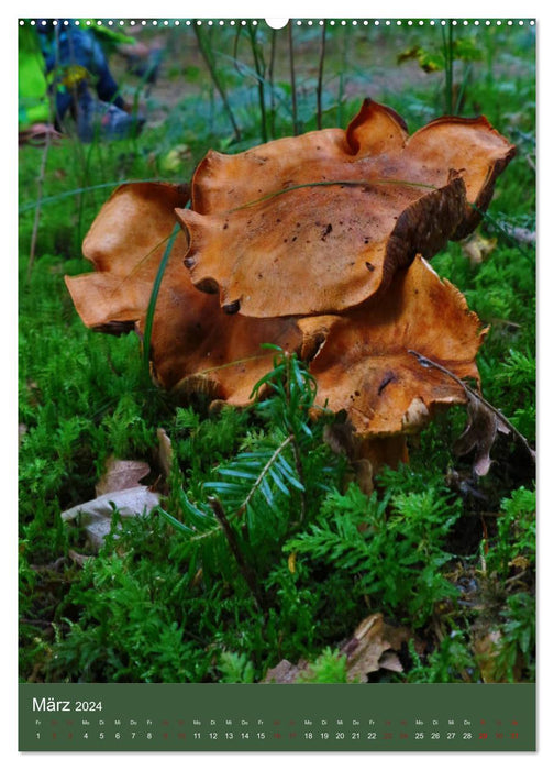 Pilze - Farbenpracht im Wald (CALVENDO Wandkalender 2024)