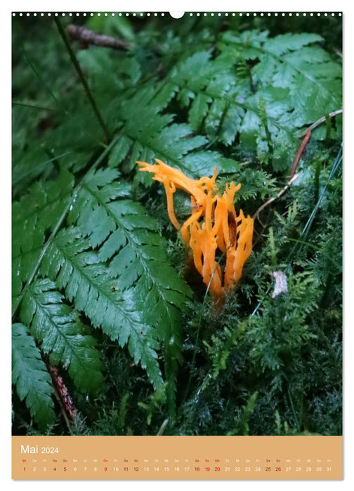 Champignons - splendeur des couleurs dans la forêt (Calendrier mural CALVENDO 2024) 