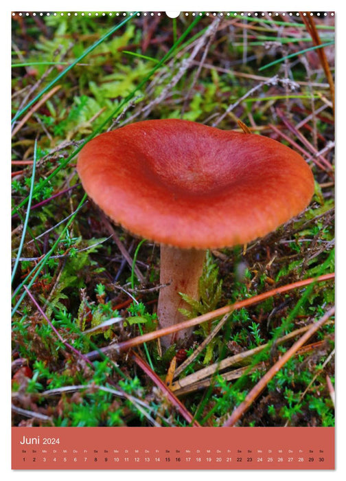 Pilze - Farbenpracht im Wald (CALVENDO Wandkalender 2024)