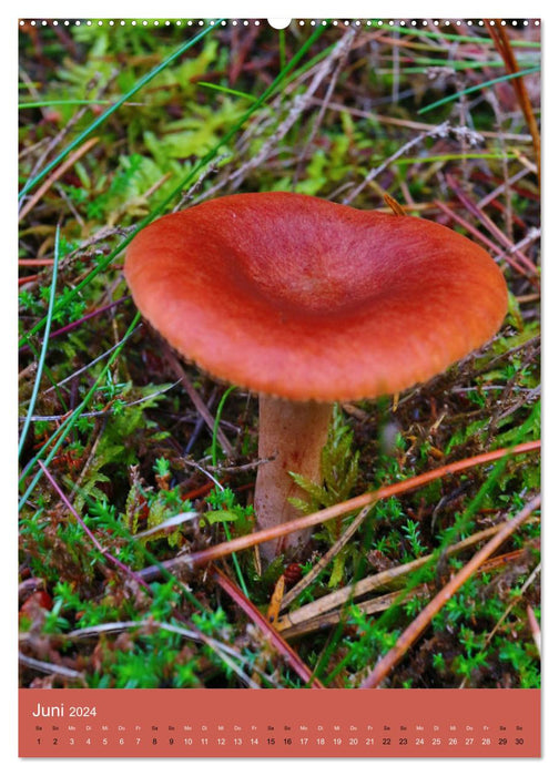 Champignons - splendeur des couleurs dans la forêt (Calendrier mural CALVENDO 2024) 