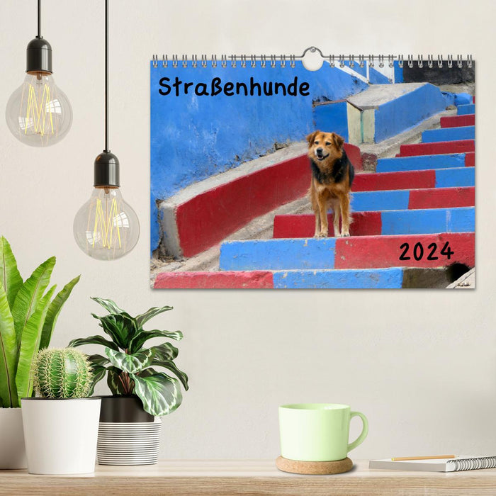 Straßenhunde 2024 (CALVENDO Wandkalender 2024)