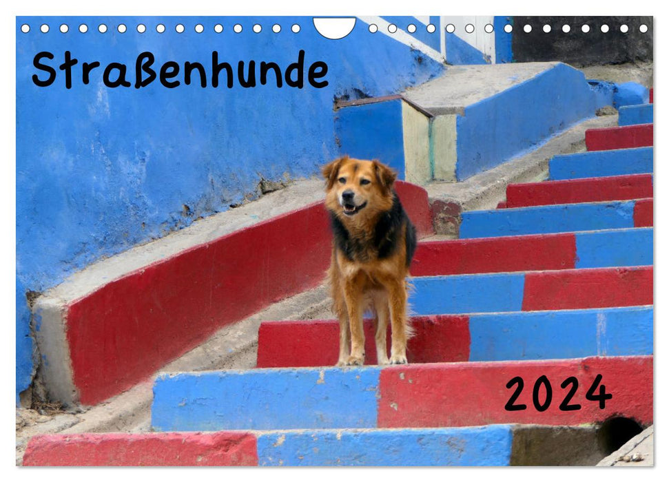 Straßenhunde 2024 (CALVENDO Wandkalender 2024)