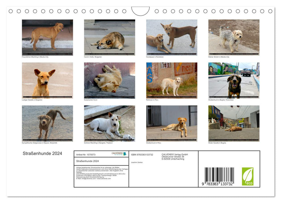 Straßenhunde 2024 (CALVENDO Wandkalender 2024)