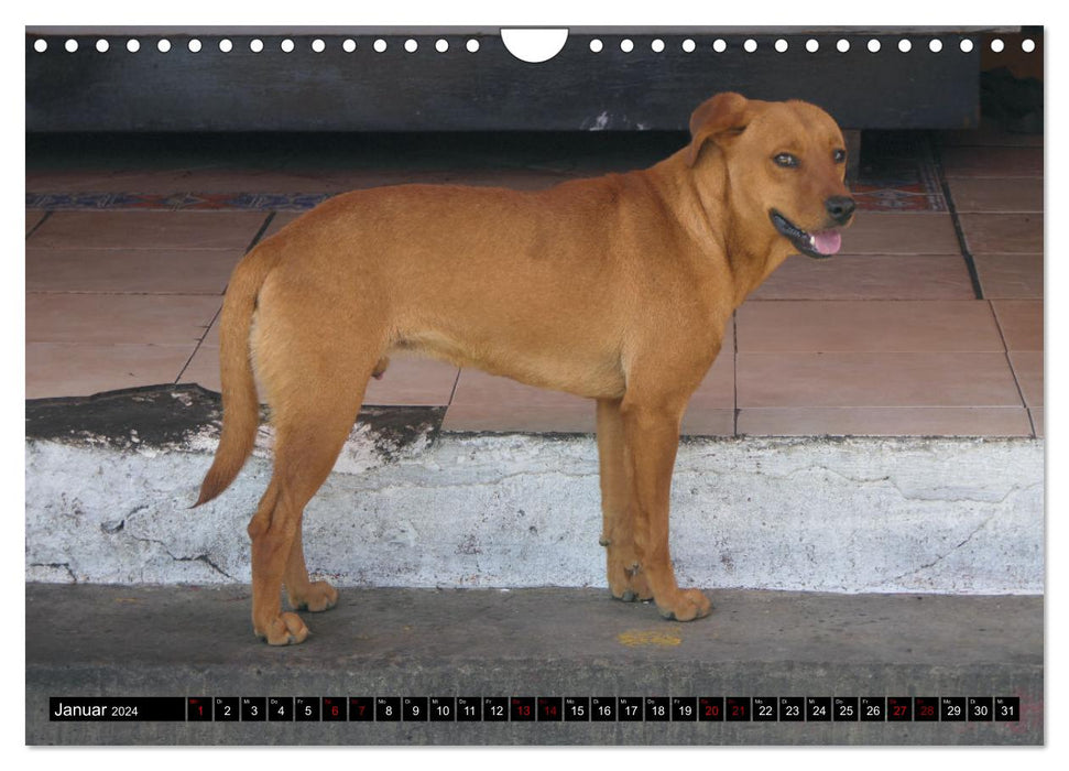 Street dogs 2024 (CALVENDO wall calendar 2024) 