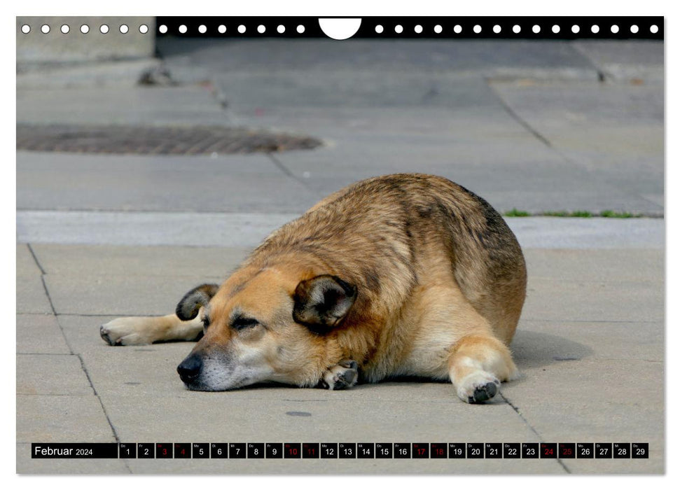 Straßenhunde 2024 (CALVENDO Wandkalender 2024)
