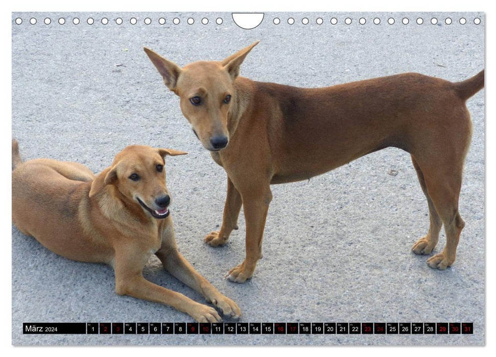 Street dogs 2024 (CALVENDO wall calendar 2024) 