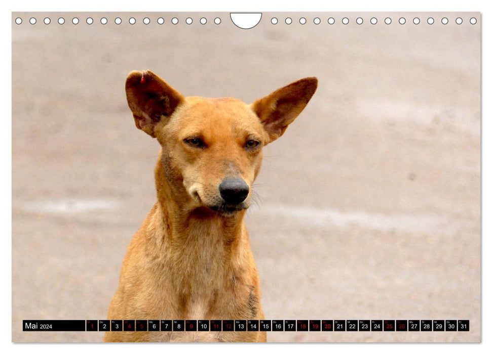 Street dogs 2024 (CALVENDO wall calendar 2024) 