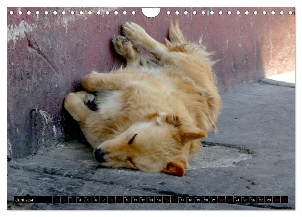 Street dogs 2024 (CALVENDO wall calendar 2024) 