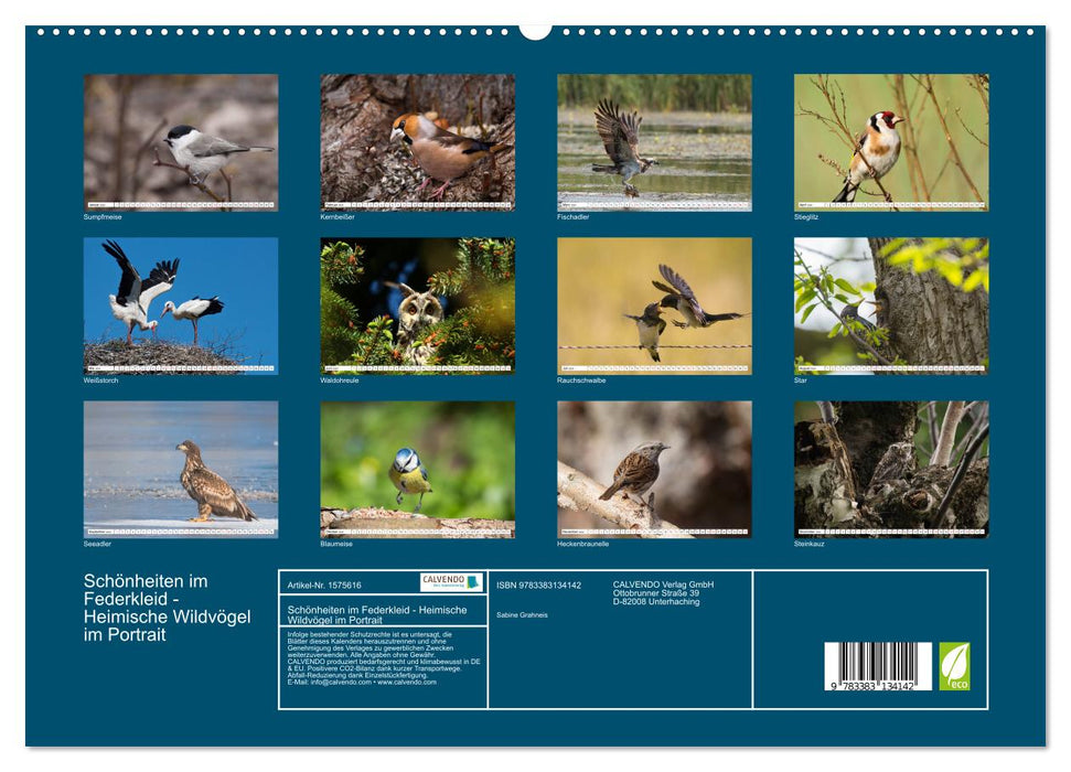 Beauties in feathers - portraits of local wild birds (CALVENDO Premium Wall Calendar 2024) 
