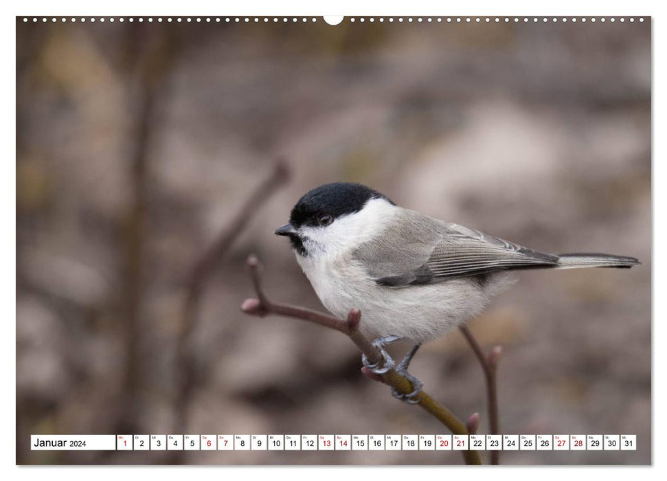 Beauties in feathers - portraits of local wild birds (CALVENDO Premium Wall Calendar 2024) 