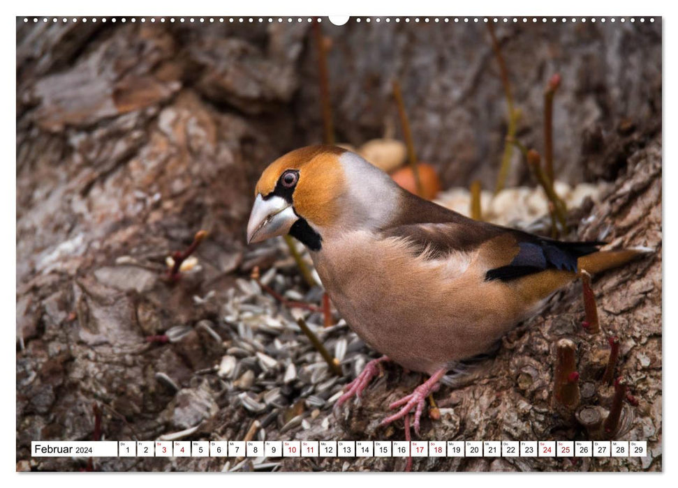 Beauties in feathers - portraits of local wild birds (CALVENDO Premium Wall Calendar 2024) 