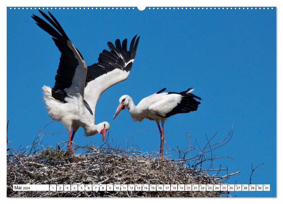 Beauties in feathers - portraits of local wild birds (CALVENDO Premium Wall Calendar 2024) 