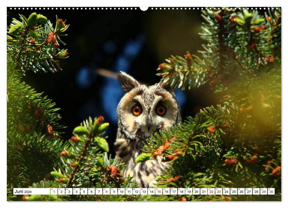 Beauties in feathers - portraits of local wild birds (CALVENDO Premium Wall Calendar 2024) 