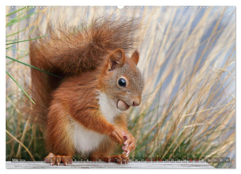 Luna the squirrel and her children (CALVENDO Premium Wall Calendar 2024) 