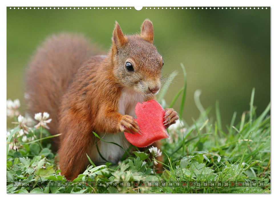 Luna the squirrel and her children (CALVENDO Premium Wall Calendar 2024) 