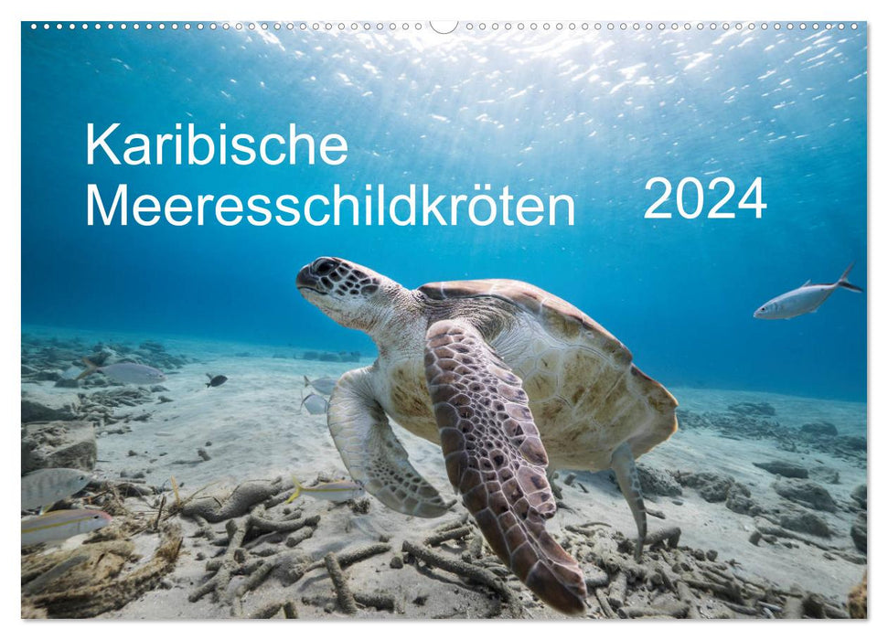 Caribbean Sea Turtles (CALVENDO Wall Calendar 2024) 