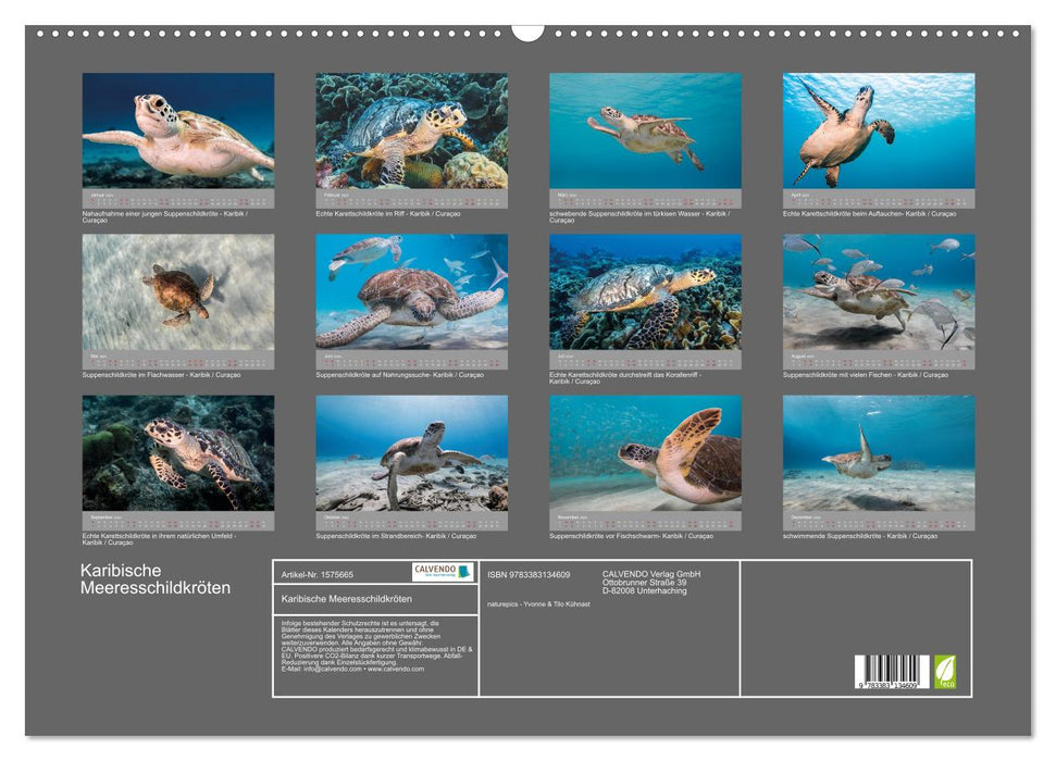 Caribbean Sea Turtles (CALVENDO Wall Calendar 2024) 