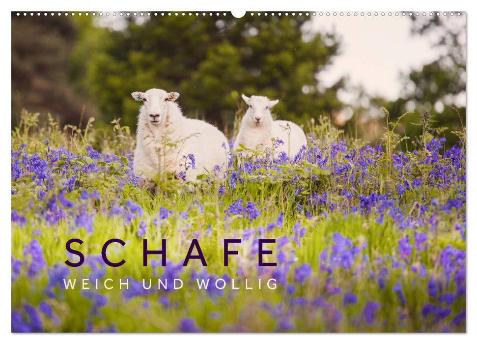 Schafe - Weich und wollig (CALVENDO Wandkalender 2024)