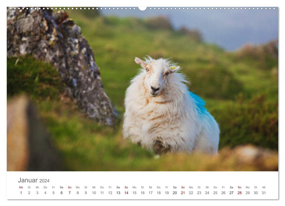 Sheep - Soft and woolly (CALVENDO wall calendar 2024) 