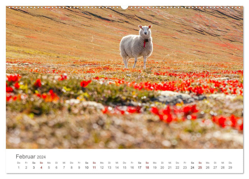 Sheep - Soft and woolly (CALVENDO wall calendar 2024) 