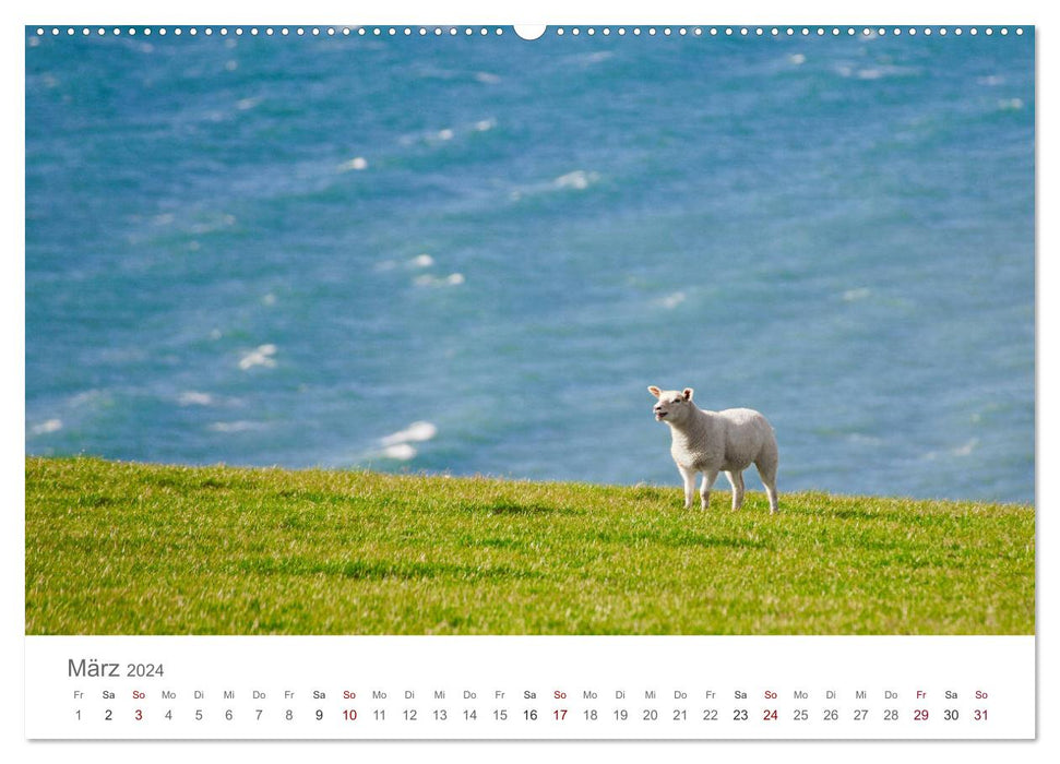 Schafe - Weich und wollig (CALVENDO Wandkalender 2024)