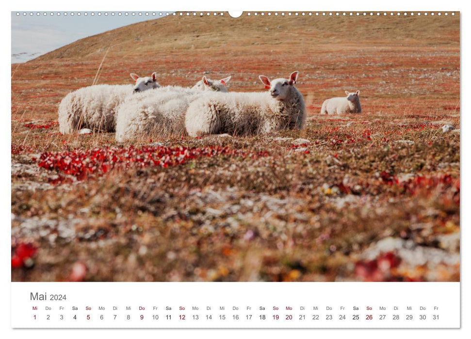Schafe - Weich und wollig (CALVENDO Wandkalender 2024)