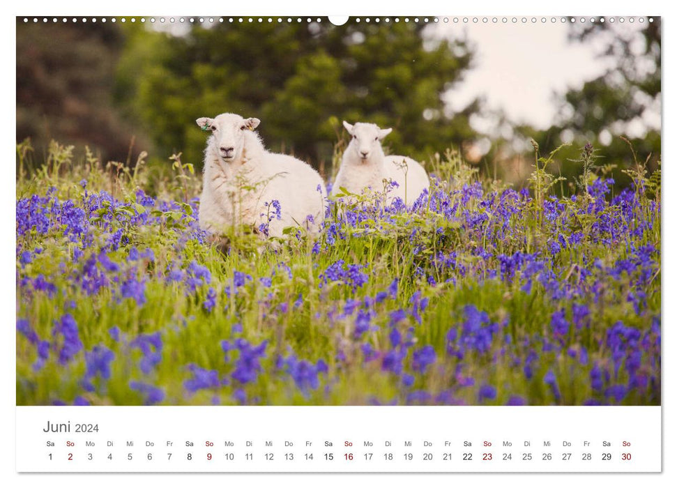 Sheep - Soft and woolly (CALVENDO wall calendar 2024) 