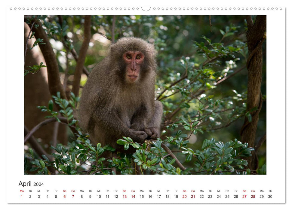 Yakushima - Japans Weltnaturerbe (CALVENDO Wandkalender 2024)