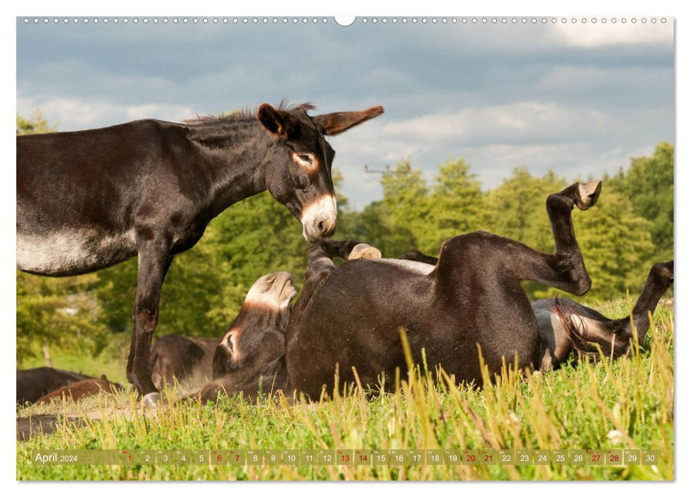 Bulgarian Big Donkeys - Black Beauties (CALVENDO Premium Wall Calendar 2024) 