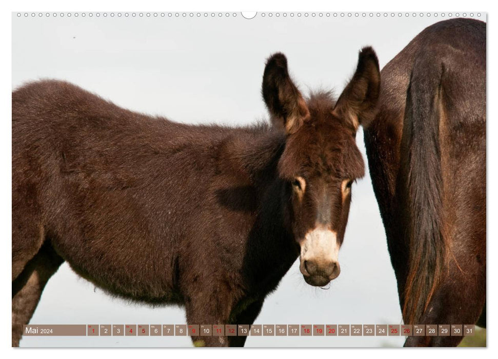 Bulgarian Big Donkeys - Black Beauties (CALVENDO Premium Wall Calendar 2024) 