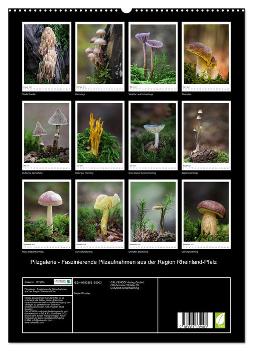 Galerie de champignons - De fascinantes photos de champignons de la région de Rhénanie-Palatinat (Calendrier mural CALVENDO Premium 2024) 