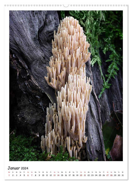 Galerie de champignons - De fascinantes photos de champignons de la région de Rhénanie-Palatinat (Calendrier mural CALVENDO Premium 2024) 