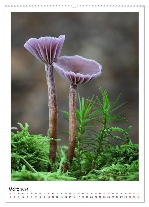 Galerie de champignons - De fascinantes photos de champignons de la région de Rhénanie-Palatinat (Calendrier mural CALVENDO Premium 2024) 