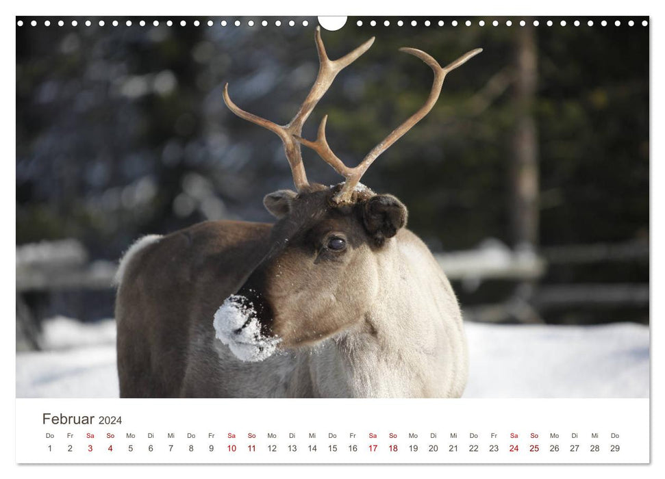 Nordic sceneries (CALVENDO wall calendar 2024) 